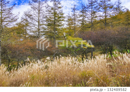 紅葉見頃な富士見パノラマリゾート（入笠山） 132489582