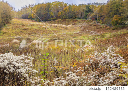 紅葉見頃な富士見パノラマリゾート（入笠山） 132489583