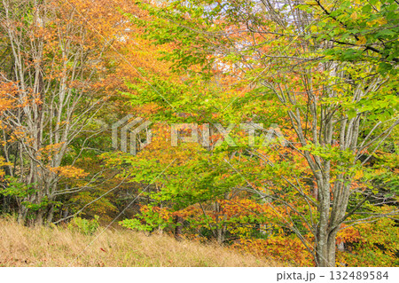 紅葉見頃な富士見パノラマリゾート（入笠山） 132489584