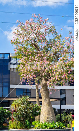 Close-up of pink silk floss tree flowers, Ceiba speciosa, showcasing vibrant pink and yellow petals against green leaves. 132490054