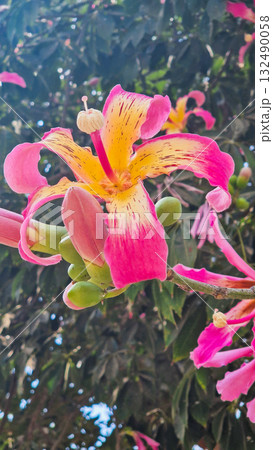 Close-up of pink silk floss tree flowers, Ceiba speciosa, showcasing vibrant pink and yellow petals against green leaves. 132490058
