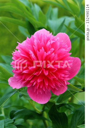Beautiful red chinese peony flower 132490114