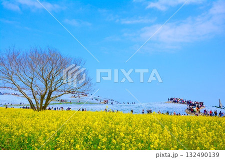 菜の花畑の中を走る観光客 菜の花畑の中を走る観光客 132490139