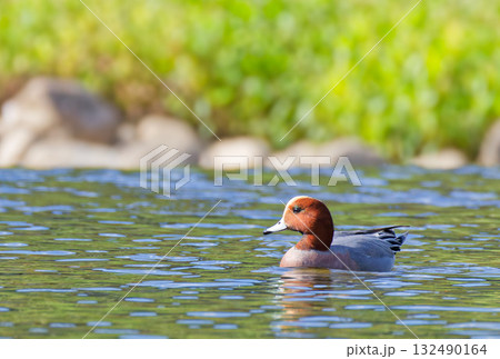 秋の川に渡って来たヒドリガモ雄 秋の川に渡って来たヒドリガモ雄 132490164