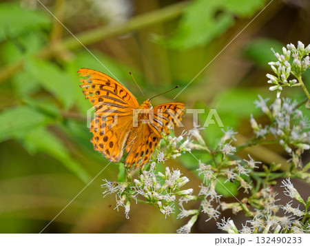 ミドリヒョウモンの吸蜜 ミドリヒョウモンの吸蜜 132490233