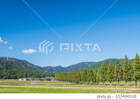 高島市マキノ町の名所メタセコイア並木　滋賀県 132490310