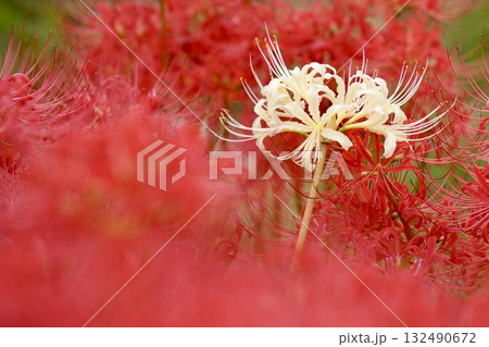 白い彼岸花 白い彼岸花 132490672