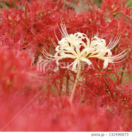 白い彼岸花　 132490673