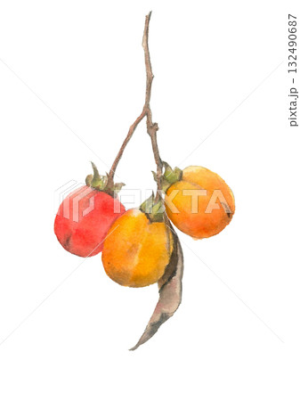 水彩で描いた枝葉付きの熟した柿の実素材イラスト【手描き】白バック 切り抜き用 コピースペースあり 132490687