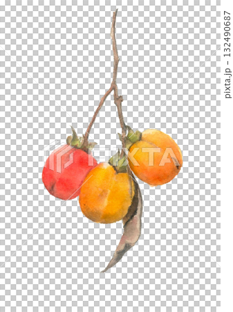 水彩で描いた枝葉付きの熟した柿の実素材イラスト【手描き】白バック 切り抜き用 コピースペースあり 132490687