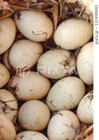 Wild duck nest with many eggs Wild duck nest with many eggs 132490693