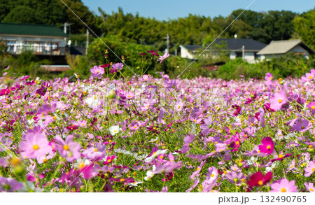 コスモスのある風景 コスモスのある風景 132490765