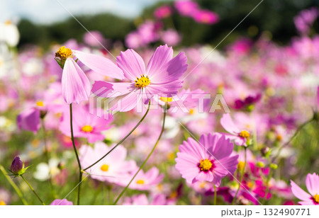 秋の花コスモス畑で蜜を吸う蜂 132490771