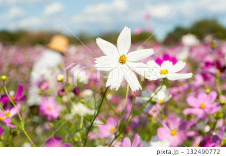 白いコスモス 132490772