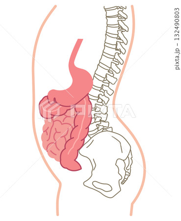内臓下垂　内臓の位置が下がっている状態 132490803
