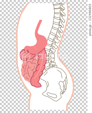 Visceroptosis: A condition in which the internal organs are lowered Visceroptosis: A condition in which the internal organs are lowered 132490803