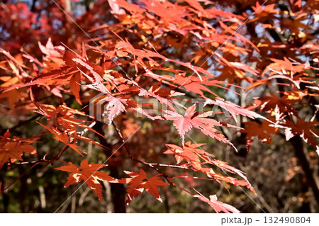 紅葉したもみじ 紅葉したもみじ 132490804