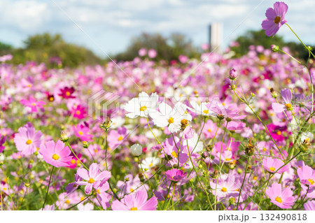 風に揺れるコスモス 風に揺れるコスモス 132490818