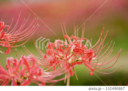 しっとり咲く彼岸花 しっとり咲く彼岸花 132490867