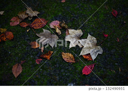 落ち葉 132490931