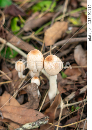 Wild mushrooms growing on forest floor 132491119