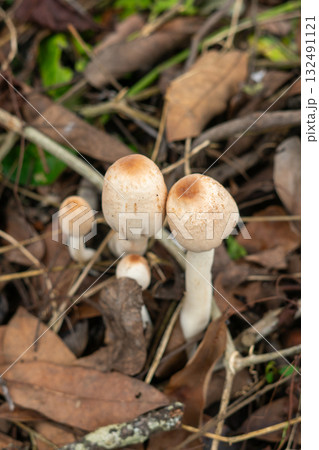 Wild mushrooms growing on forest floor 132491121
