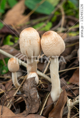 Wild mushrooms growing on forest floor 132491126