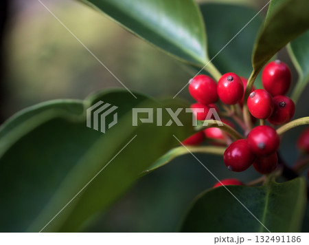 11月に実っていたクロガネモチの赤い実 132491186