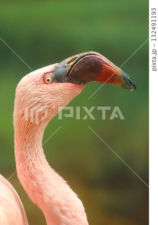 Potrait of the lesser flamingo 132491193