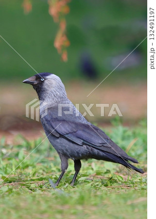The western jackdaw in spring 132491197