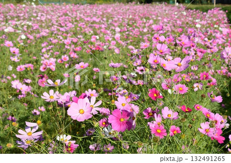 秋空に映えるコスモスの花 132491265