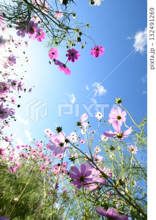 秋空に映えるコスモスの花 秋空に映えるコスモスの花 132491269