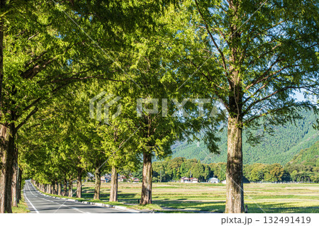メタセコイア並木　滋賀県高島市マキノ町 132491419