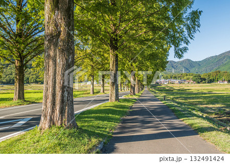 メタセコイア並木　滋賀県高島市マキノ町 132491424