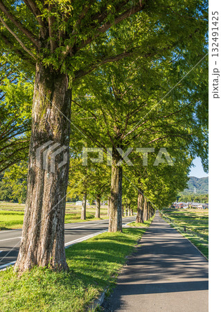 メタセコイア並木　滋賀県高島市マキノ町 132491425