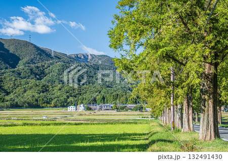 メタセコイア並木　滋賀県高島市マキノ町 132491430