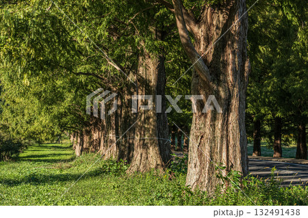 メタセコイア並木 滋賀県高島市マキノ町 メタセコイア並木 滋賀県高島市マキノ町 132491438