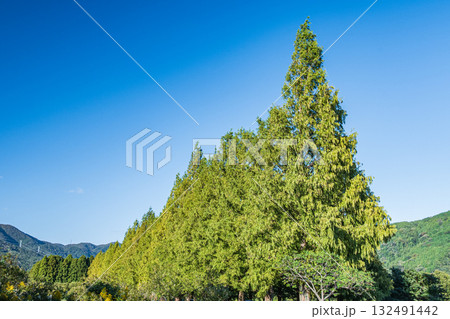 メタセコイア並木　滋賀県高島市マキノ町 132491442