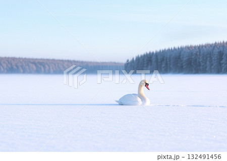 冬の湖に舞う白鳥たち 朝霧や柔らかな光に包まれた幻想的な冬景色 132491456