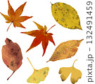 秋の落ち葉　紅葉　銀杏 132491459