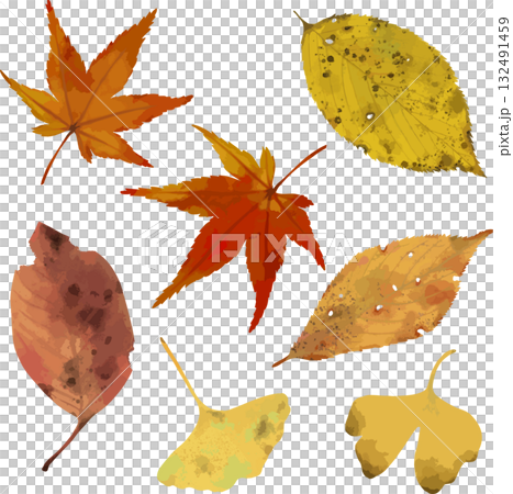 秋の落ち葉 紅葉 銀杏 秋の落ち葉 紅葉 銀杏 132491459