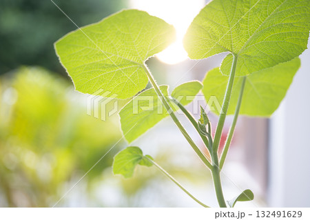 Macro young pumpkin leaves texture under sunlight 132491629