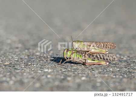 路上のトノサマバッタ メスの上に乗るオス 路上のトノサマバッタ メスの上に乗るオス 132491717