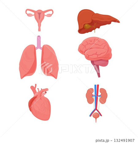 Set, collection human Internal Organs isolated on white background. Woman reproduction system, liver, lungs, brain, heart and kidneys stock vector illustration 132491907