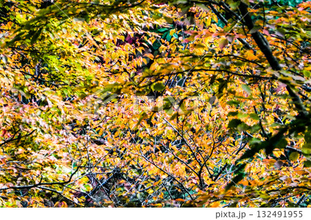 八幡平の秋の風景 八幡平の秋の風景 132491955