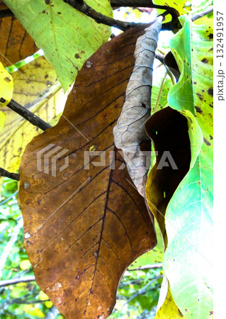 八幡平で黄色から茶に色が変わった朴の葉 132491957
