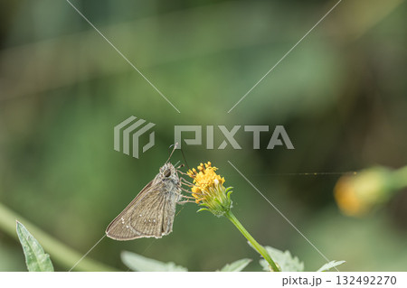草花の蜜を吸うチャバネセセリ 132492270