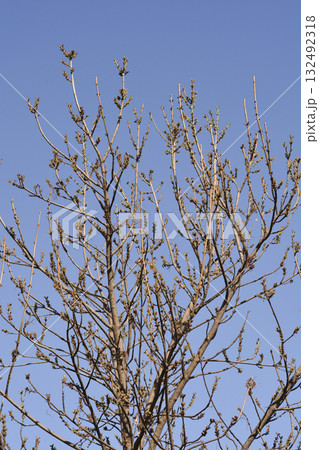 Common ash 132492318