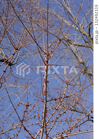 Silver maple Silver maple 132492319