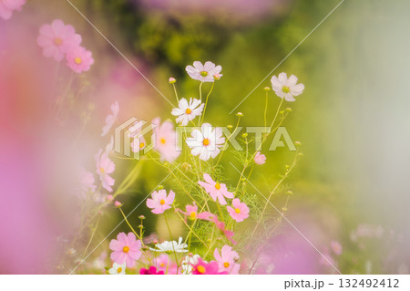 想的なピンクの前ボケに浮かぶ可憐な秋桜 132492412